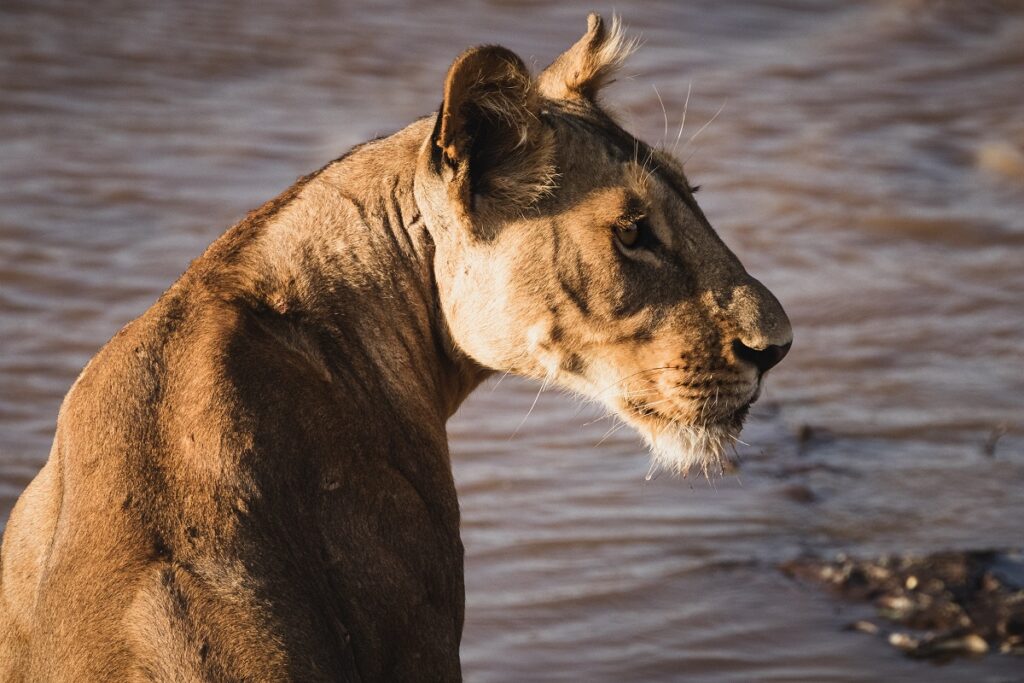 lionne en bord de rivière samburu