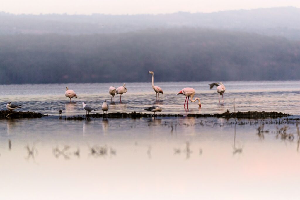 le lac nakuru