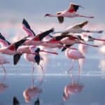 flamants roses au lac Nakuru