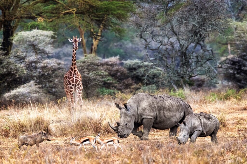 animaux lac nakuru