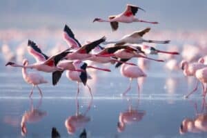 flamants roses au lac Nakuru