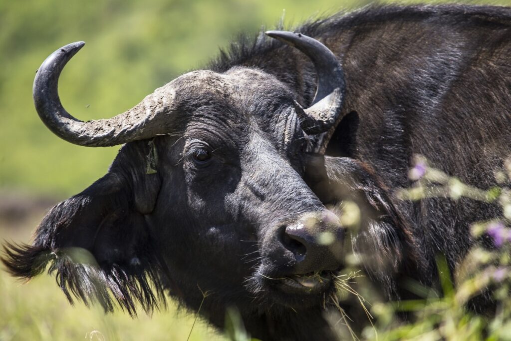 faune nakuru