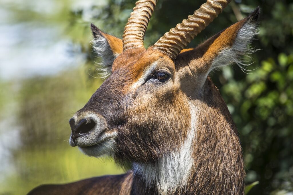 faune nakuru