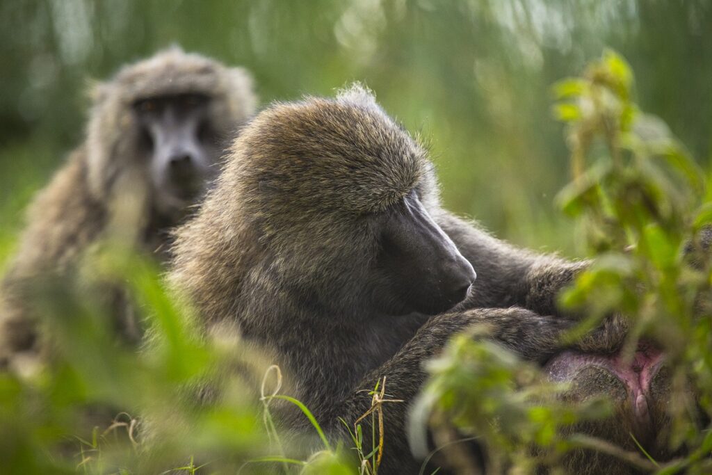 visiter parc national lac nakuru