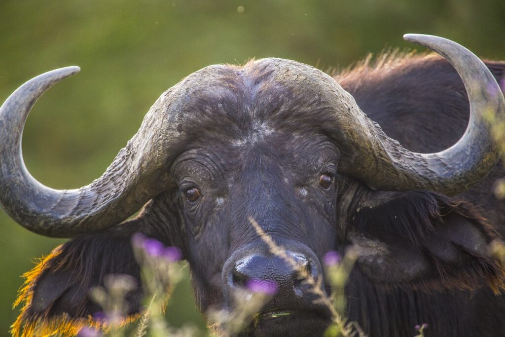 buffle nakuru