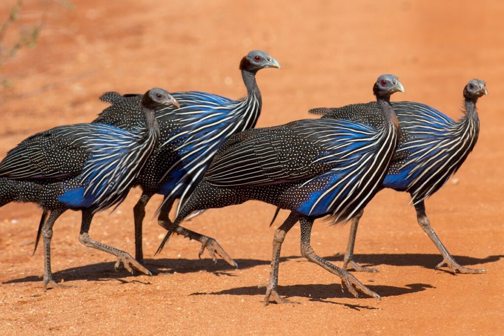 pintade vulturine samburu