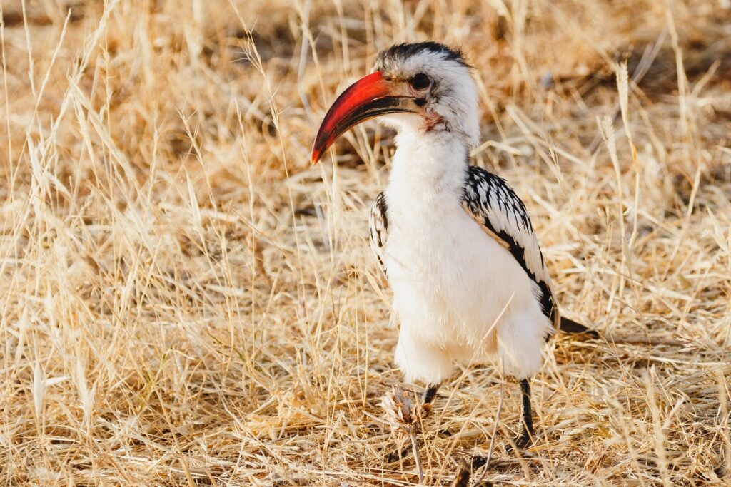 samburu calao à bec rouge