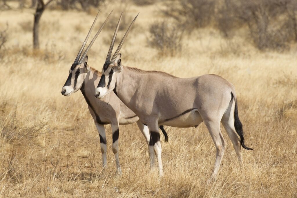 oryx beisa