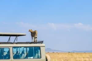 safari en Tanzanie