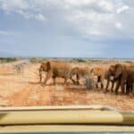 safari à Samburu