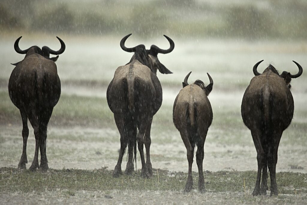 saison pluie tanzanie