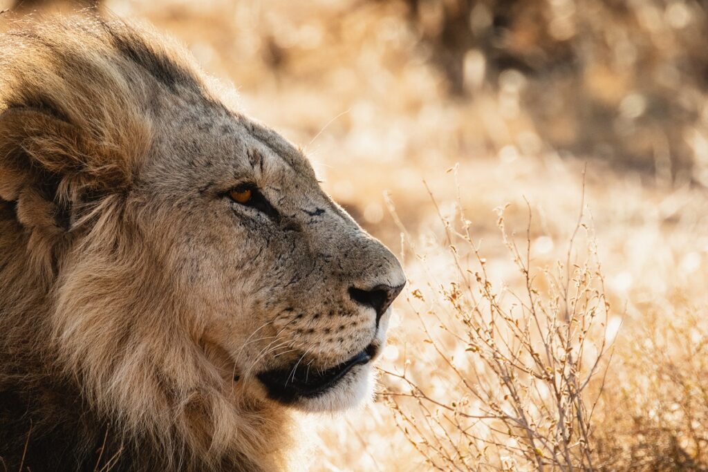 réserve de samburu lion