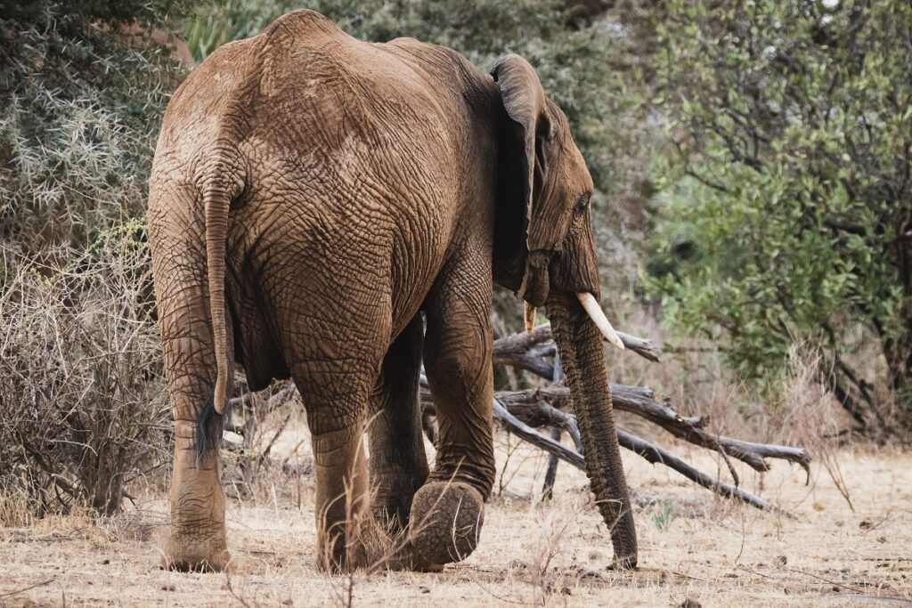réserve de samburu éléphant