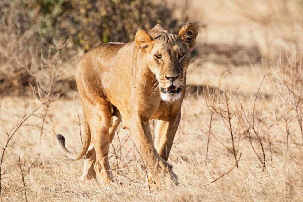 samburu lion