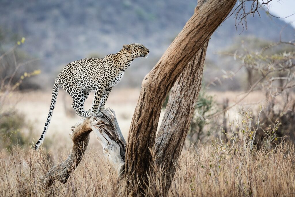 samburu léopard