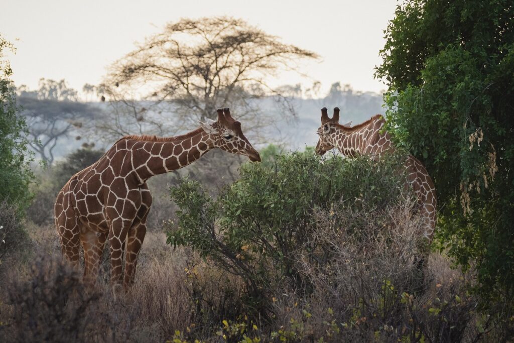 girafes samburu