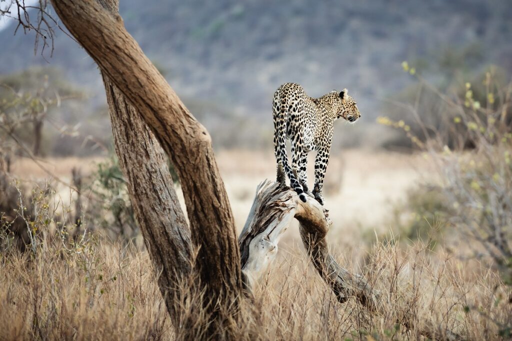 réserve de samburu