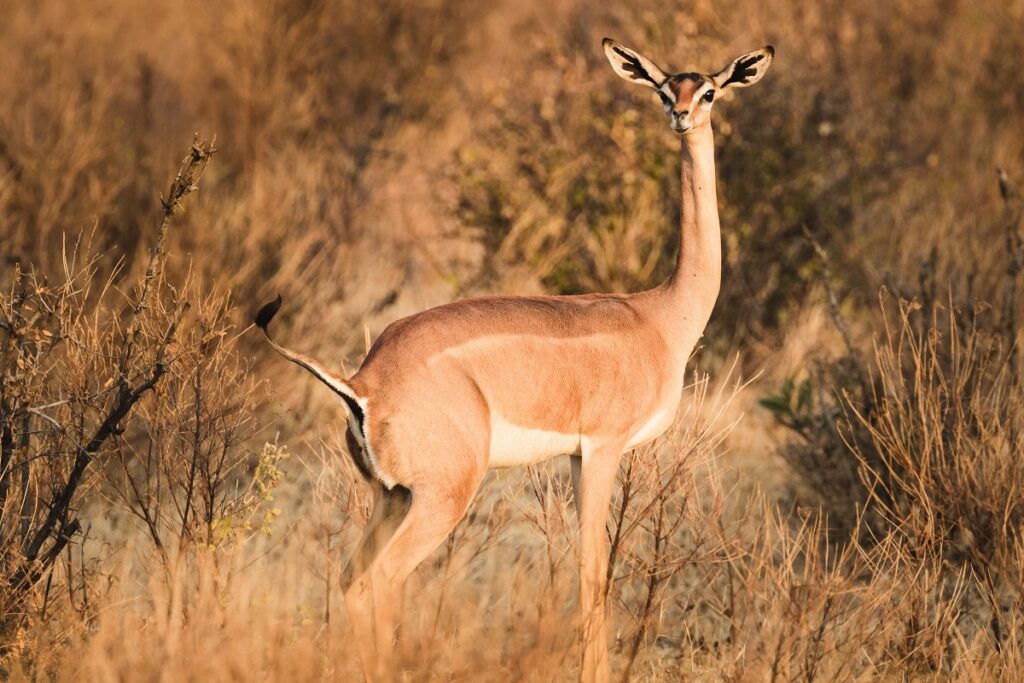 samburu gazelle de waller