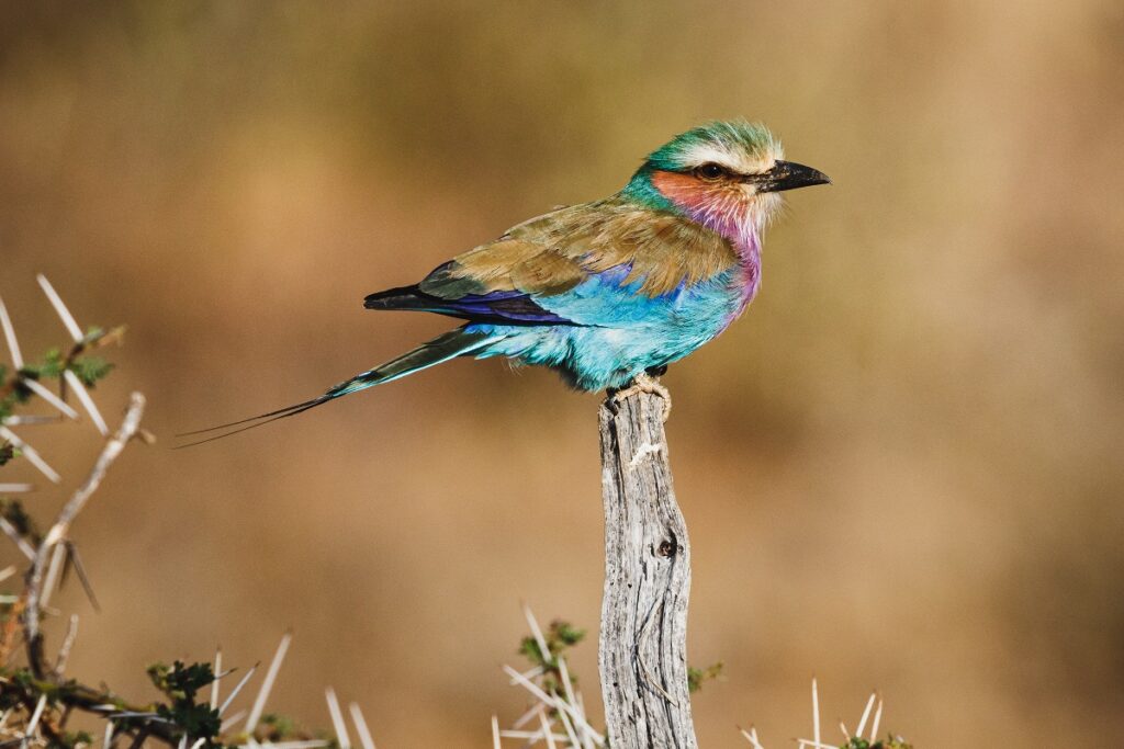 oiseau samburu