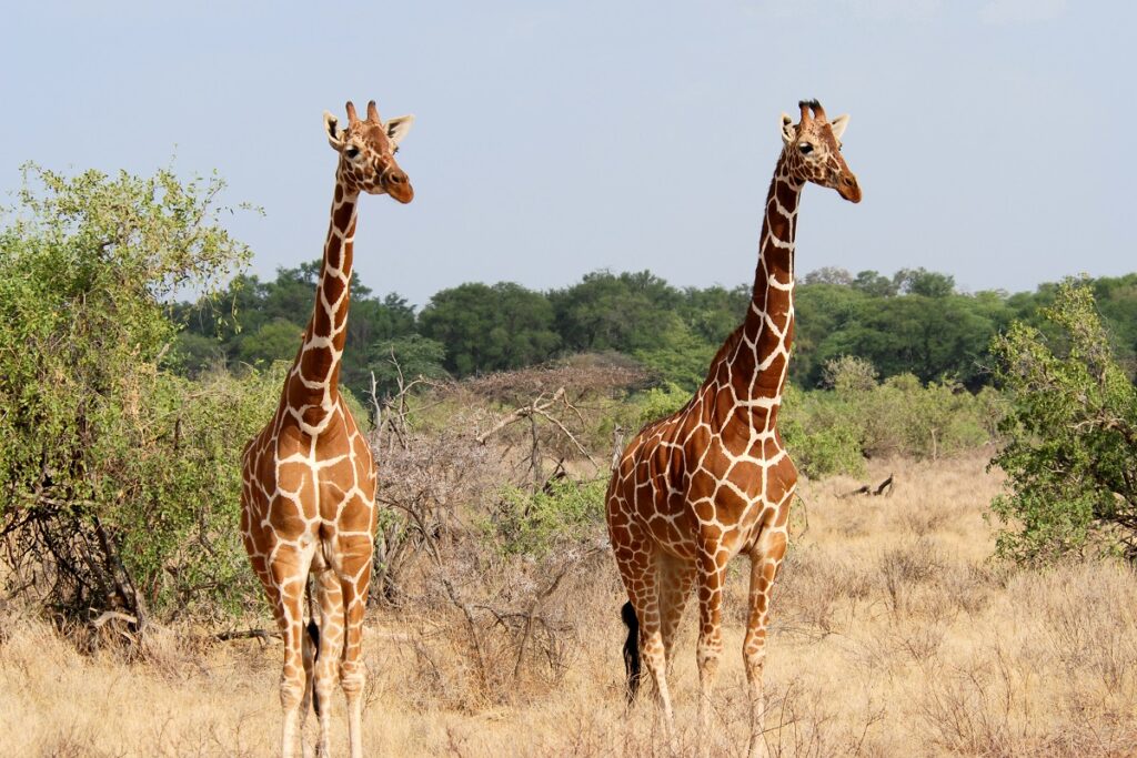 girafes réticulées samburu