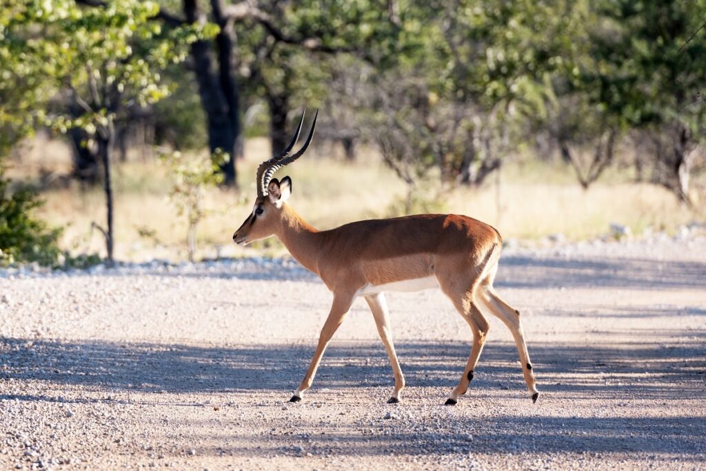 impala samburu