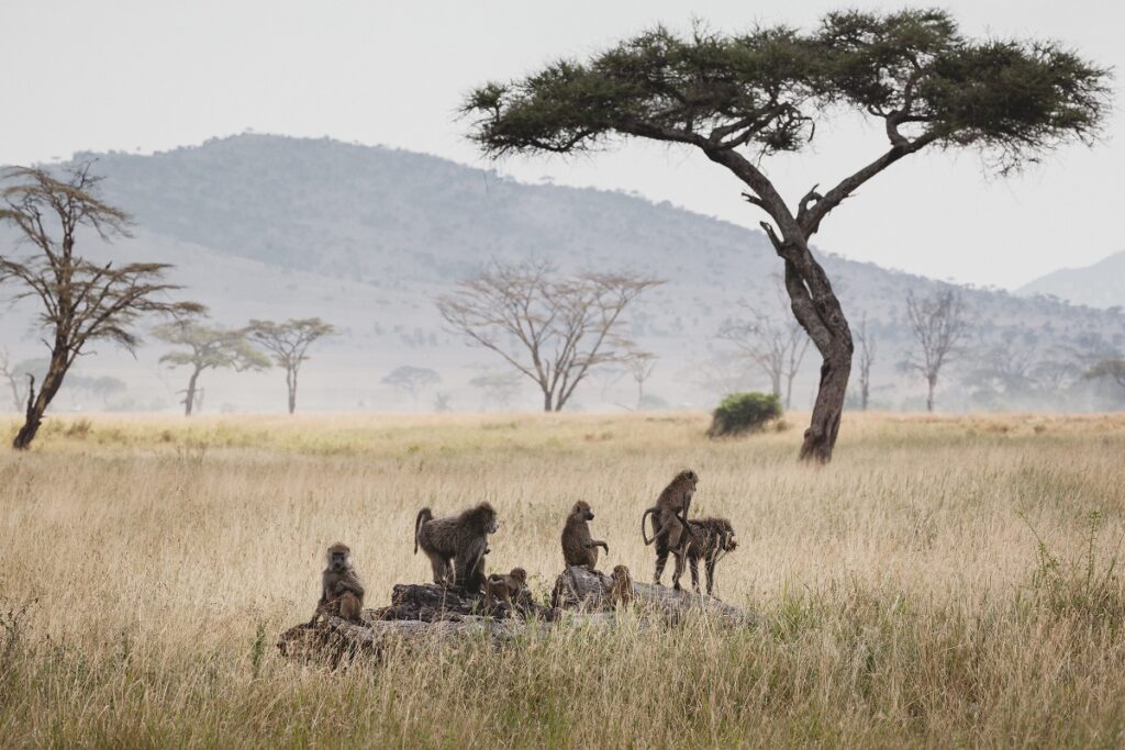 saisons safari tanzanie