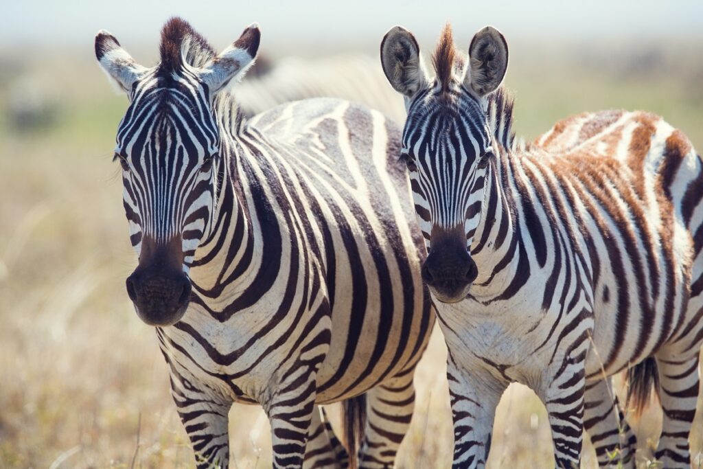 safari tanzanie