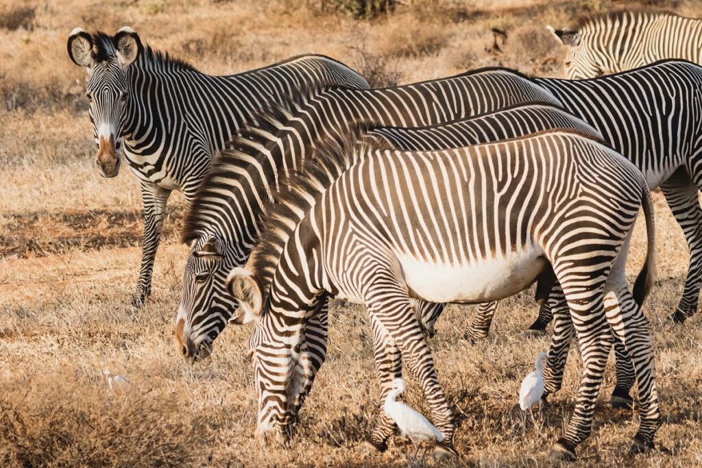 zèbre de grévy samburu special 5