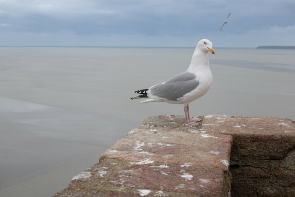 mouette