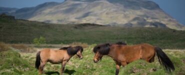 Quels animaux peut-on voir lors d'un voyage en Islande