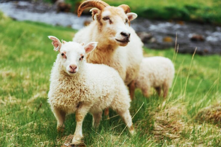 moutons islande