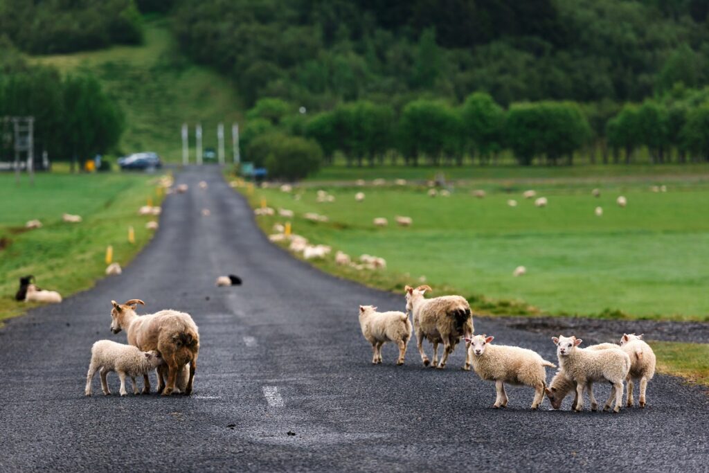 animaux d'islande