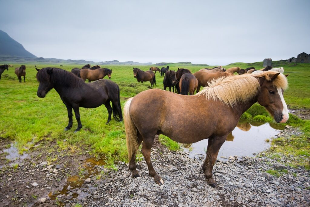 chevaux islandais