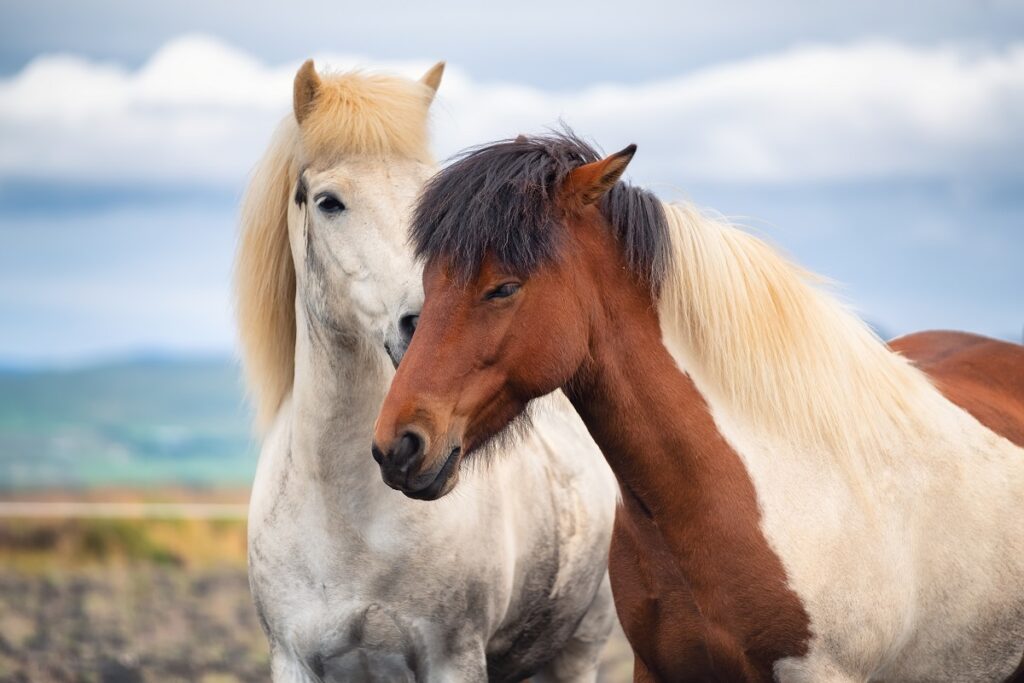 quels animaux voir en islande