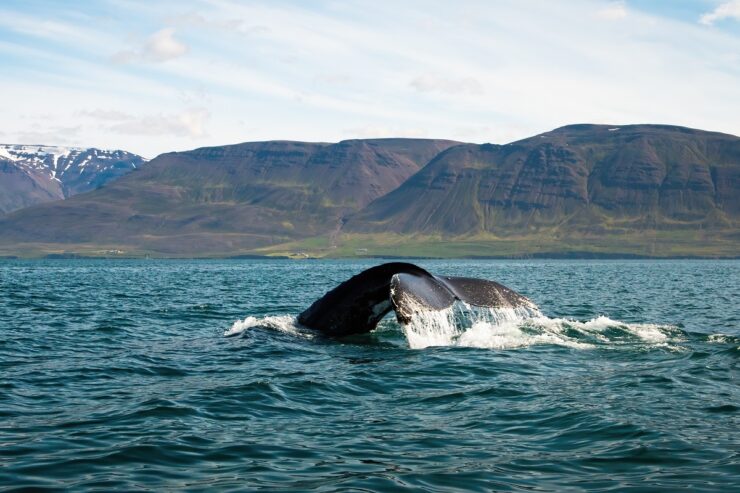 baleine en islande
