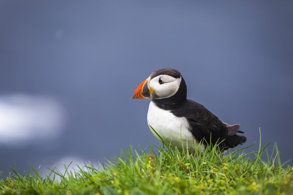 les animaux en islande