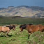 chevaux islandais