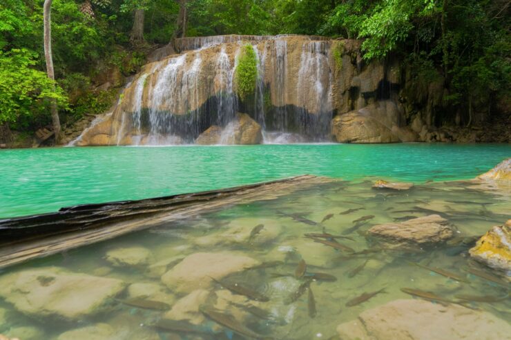 poissons cascade erawan