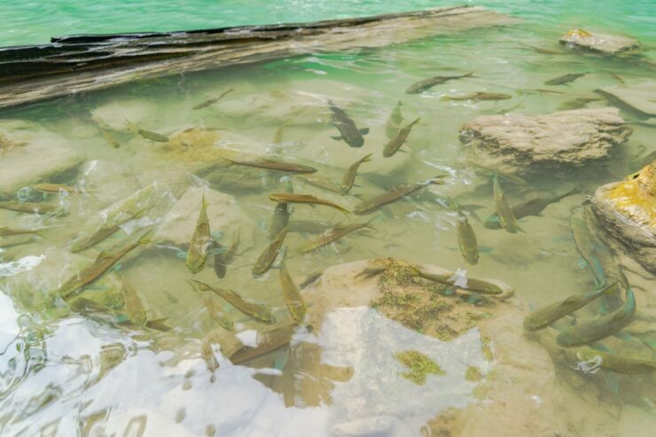 poissons
