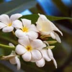 fleurs de tiare à Tahiti