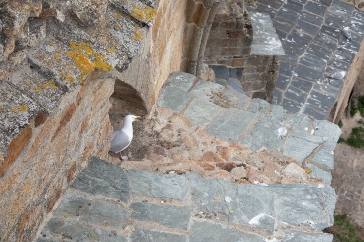mouette