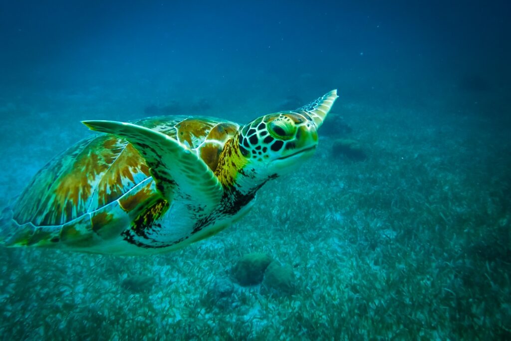 tortue marine snorkeling st barth