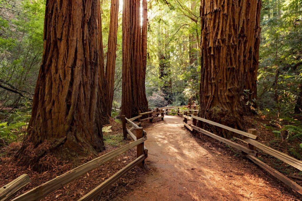 sequoia redwood