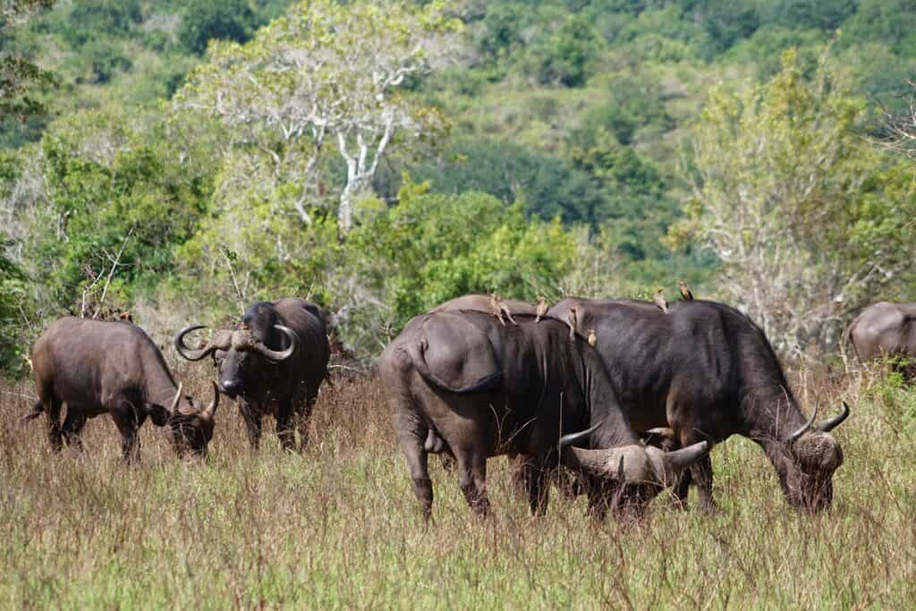 buffles dans la réserve nationale de Shimba Hills
