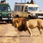 lion lors d'un safari au Kenya