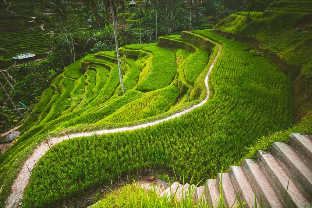 rizières en terrasse ubud