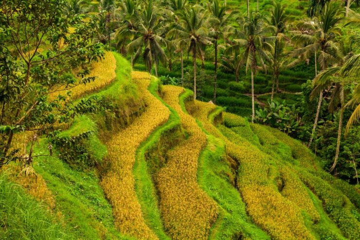 rizières en terrasse ubud