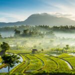 beau paysage de rizières à Bali