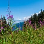Courchevel en été