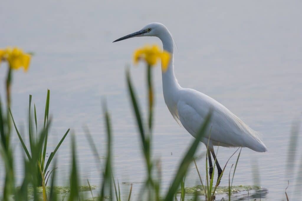 aigrette garzette